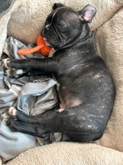 Frenchton Puppy Canada Day Special, View more