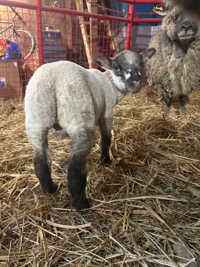 Ram Lamb for sale, View more