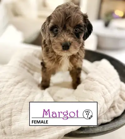 TOLLERDOODLE PUPS - a few left, View more