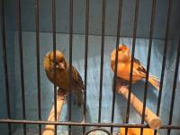 Pair canaries for sale