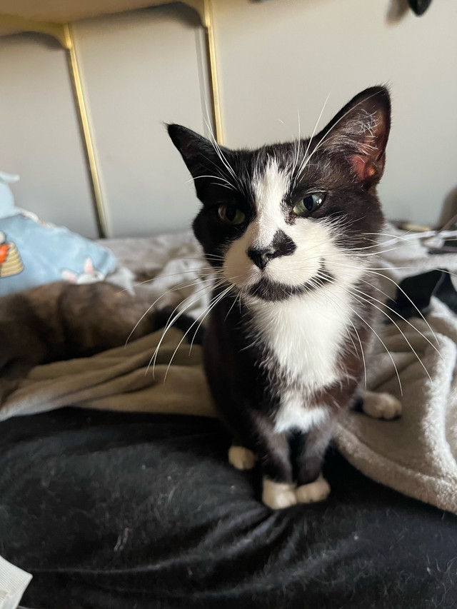 Cats to good home in Cats & Kittens for Rehoming in Medicine Hat - Image 2