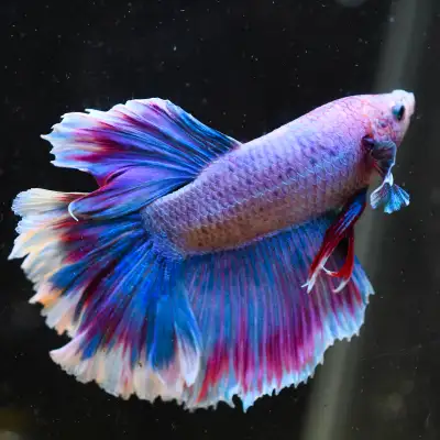 Premium Bettas for Colorful Display Aquariums, View more