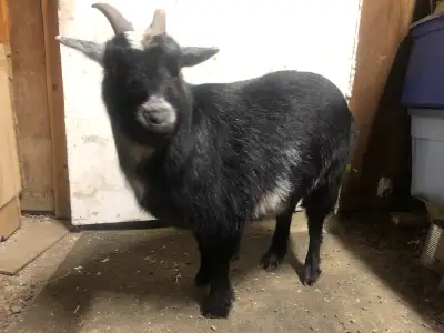 mini pet goat, View more