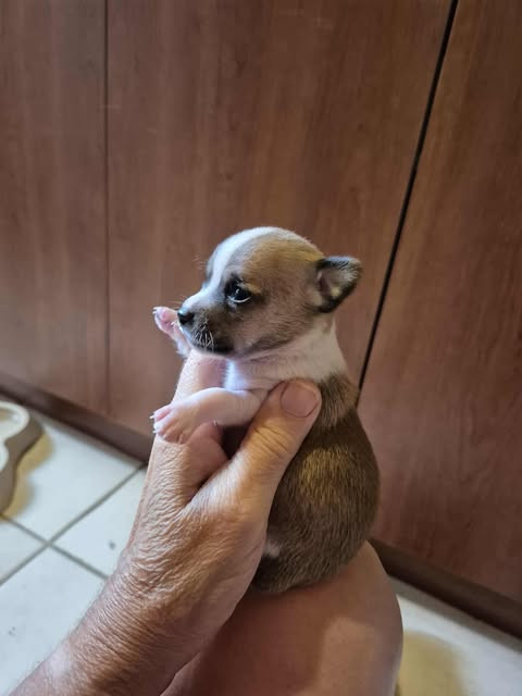 Chiot chihuahua mâle miniature dans Chiens et chiots à adopter  à Saguenay - Image 3