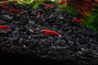 Brighten Your Aquarium with Cherry Shrimp