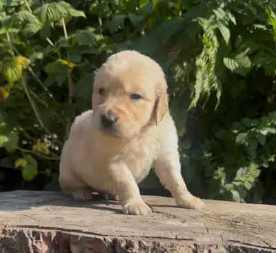 Golden Retriever Puppy – DNA & Health Tested, View more