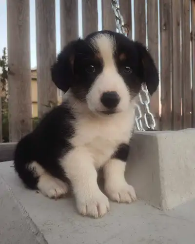 Corgi Puppies, View more