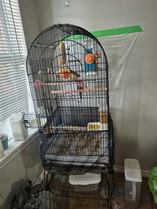 2 congress parrot | Birds for Rehoming | Moncton | Free local ...