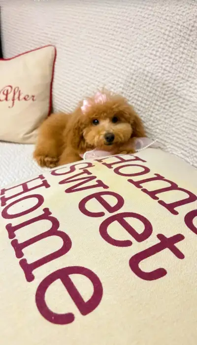 Teddy Bear Tiny Tiny size poodle X Maltipoo Princess, View more