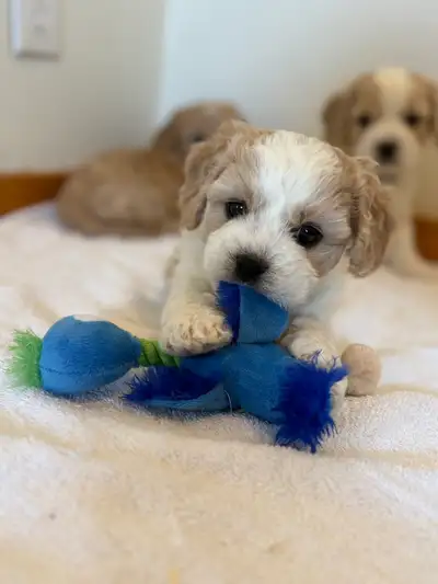 Beautiful F1 Cavachon Puppies!, View more