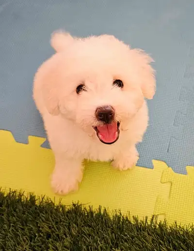 Adorable Purebred Bichon Frise puppies (Girl), View more
