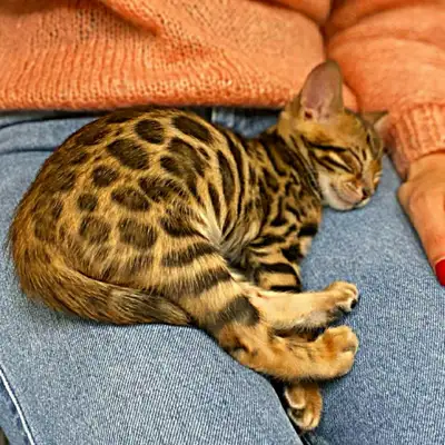 top race ,TICA registered bengal kittens, View more