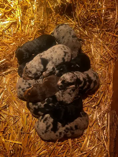 Border Collie/ Australian Shepherd Mix Puppies, View more