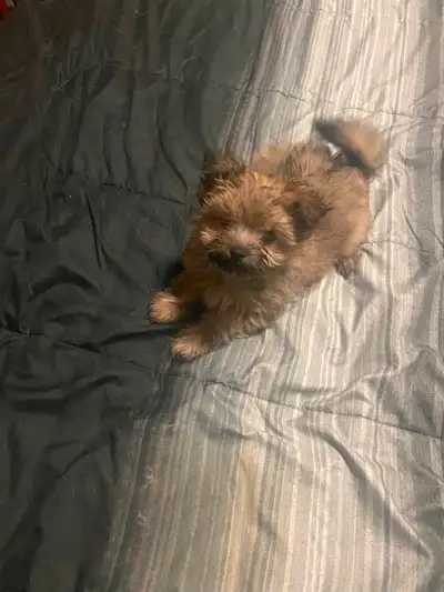 Puppies ( Porkies) ready to go. $ 850.00, View more