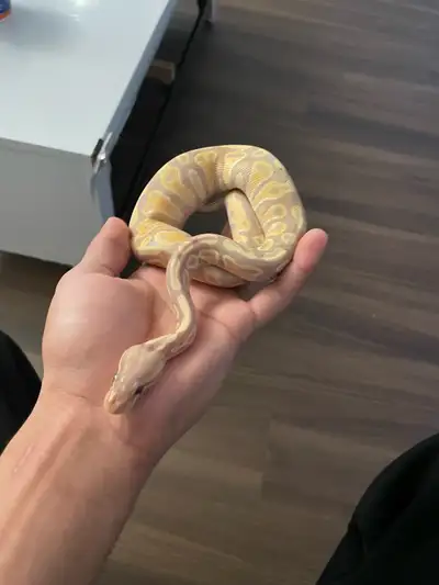 Banana het clown male