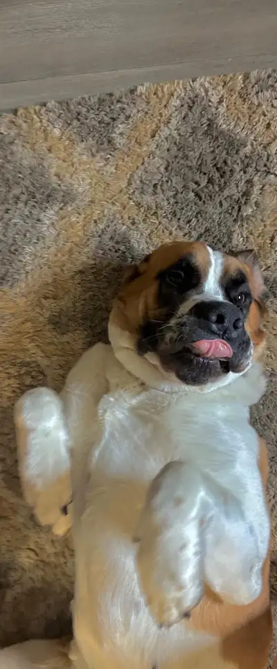 Saint Bernards, View more