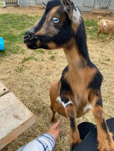 Nigerian dwarf goat , View more