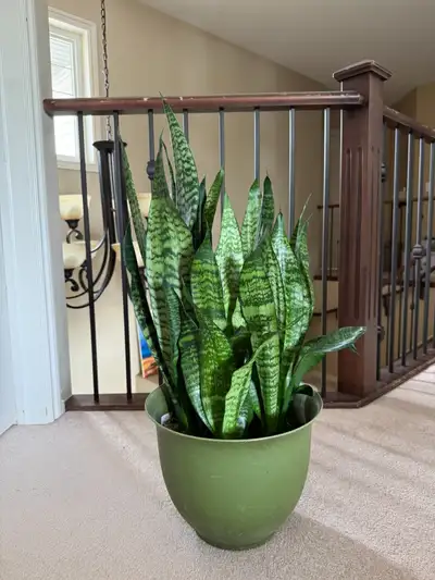 Selling a Sanseveria (multiple bunch) - Air purifying plant, View more