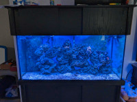 80 gallon saltwater setup