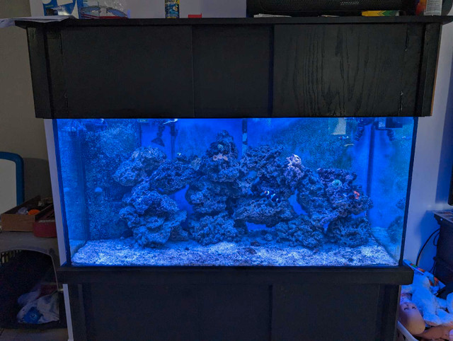 80 gallon saltwater setup in Fish for Rehoming in Kitchener / Waterloo