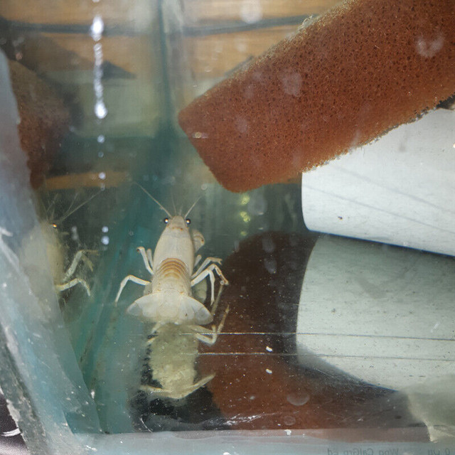 Crayfish crayfish for Aquarium Fish Tank in Fish for Rehoming in Ottawa - Image 3