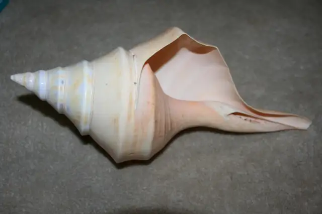 SEASHELL 14 INCHES LONG Philippines 1990's Great for Aquarium63006662342017121