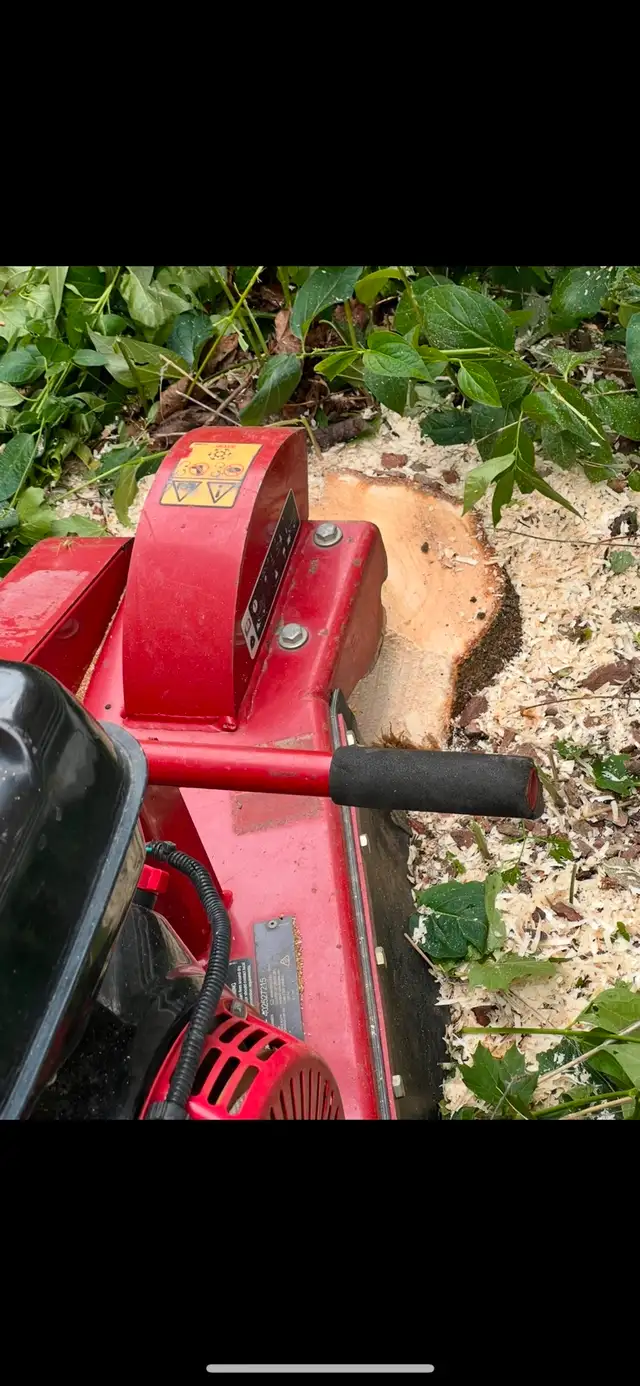 Summer Tree Removal62863726985985124
