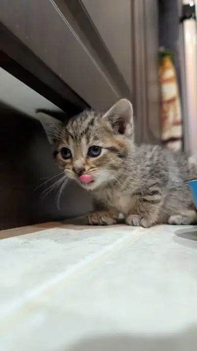 Baby Kittens For Sale, View more
