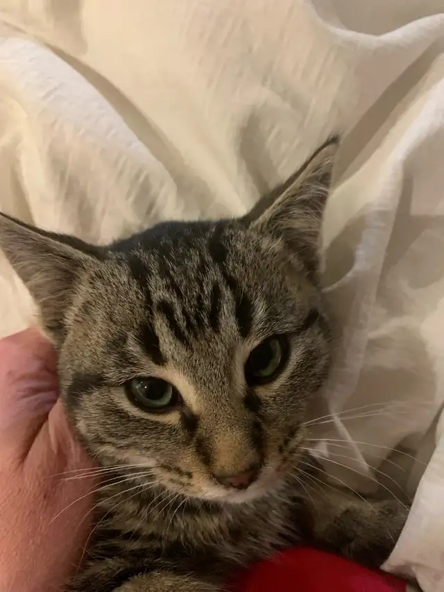 Ring in the new year with a new fuzzy friend