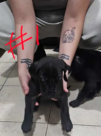 Great Dane , View more