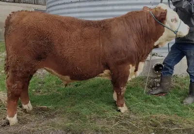 Purebred Hereford Bulls, View more