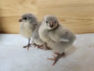 Beautiful purebred Lavender Orpington chicks for sale. These are calm easy to handle chickens, the h...