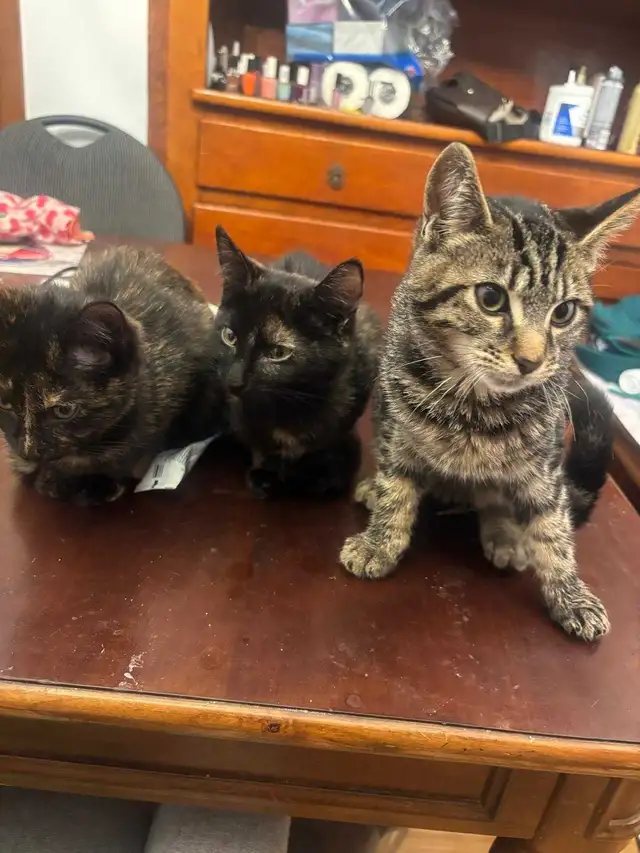 Kittens 4(3months old) in Cats & Kittens for Rehoming in Saint-Hyacinthe - Image 4