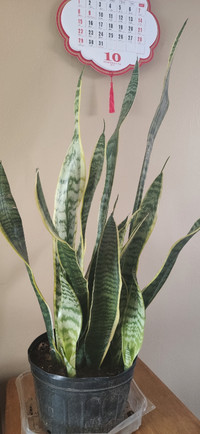 A pot of tiger skin blue