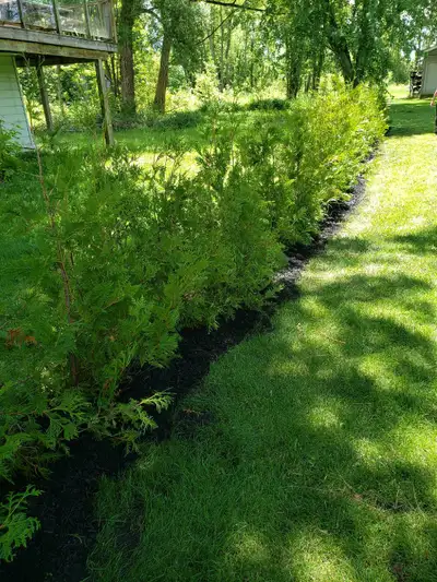 Fast Growing Natural Privacy! Eastern White Cedar Trees 3-15ft Perfect for privacy hedges! Pick up,...