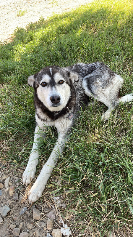 3 year old husky cross for sale in Dogs & Puppies for Rehoming in Lethbridge