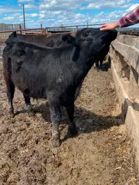 Feeder steer