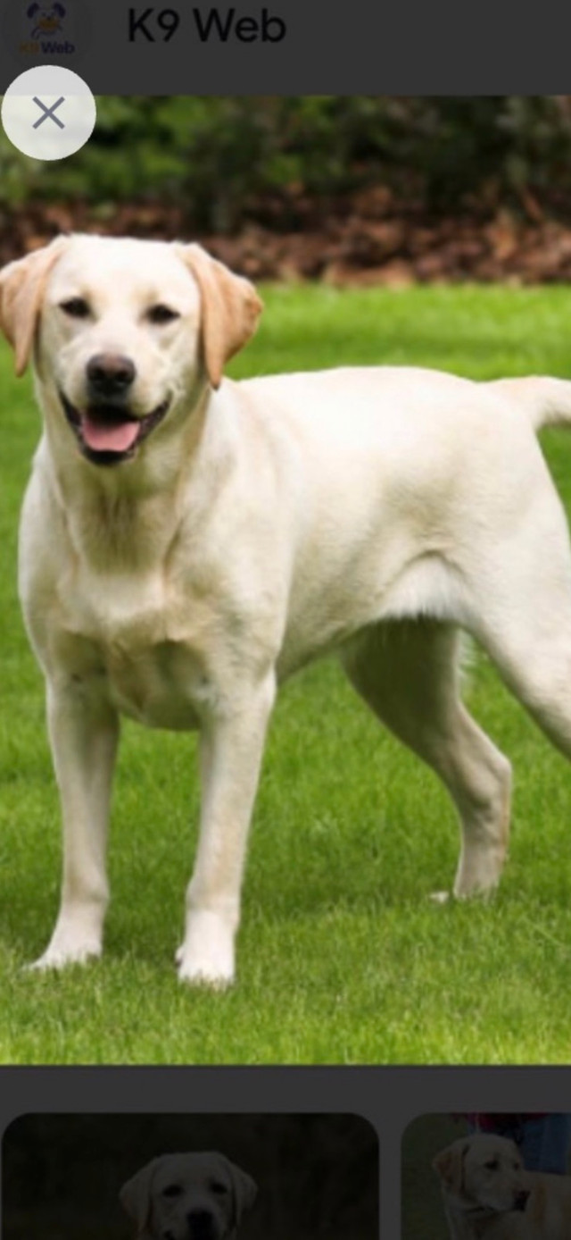 SPRING PUPS Ckc registered purebred Inglish Labradors in Dogs & Puppies for Rehoming in Winnipeg - Image 4