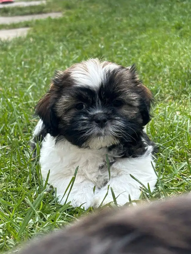 Shih Tzu puppies in Dogs & Puppies for Rehoming in Markham / York Region - Image 9