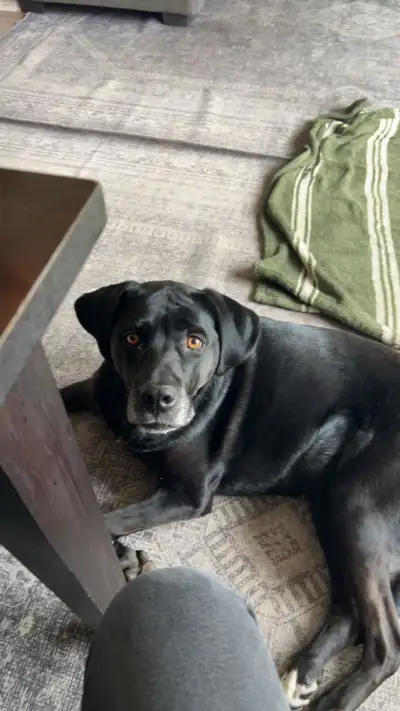 URGENT Rehoming, View more