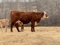 Cow Calf Pairs