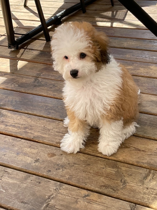 Toy Poodle x Breed Shih Poo ( 2 male puppies) Dogs & Puppies for Rehoming City of Toronto