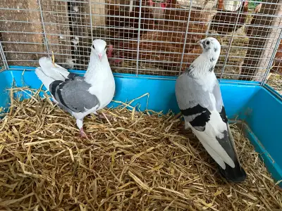 pigeon racing , View more