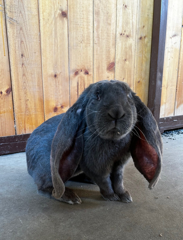 English Lop Buck  in Small Animals for Rehoming in Edmonton
