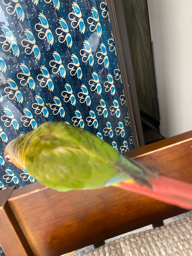 Bird conure pineapple in Birds for Rehoming in Mississauga / Peel Region - Image 4