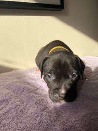 7 beautiful female puppies looking for their forever home!!