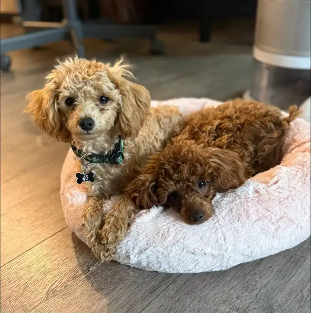 toy poodles  in Dogs & Puppies for Rehoming in Whitehorse - Image 4