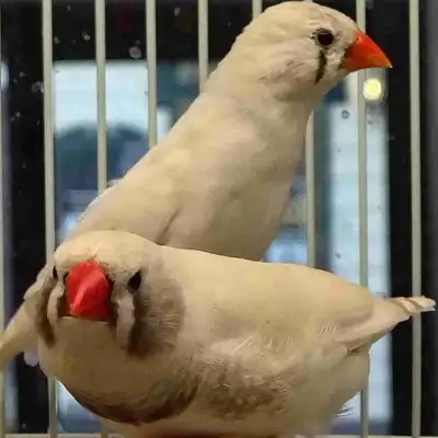 white black cheek zebra finches, View more