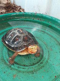 CBC 2021 chinese box turtle available