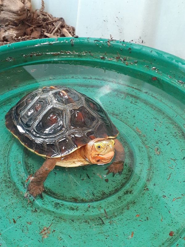 CBC 2021 chinese box turtle available dans Reptiles et amphibiens à adopter  à Ouest de l’Île